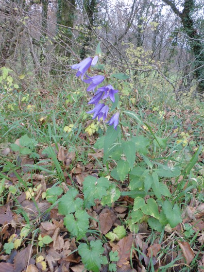 Campanule