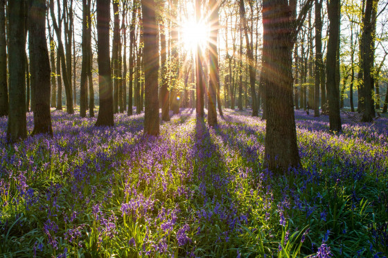 Jacinthes des bois