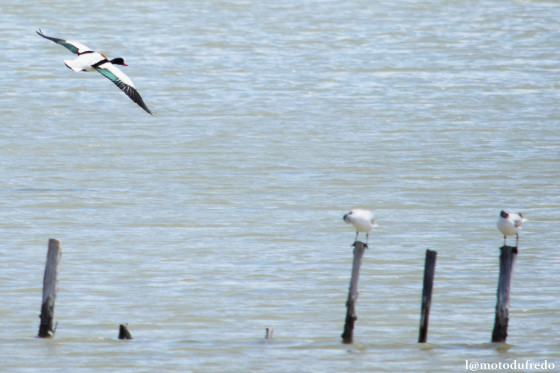 Canard en vol