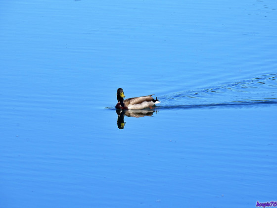 canard sur la gravière