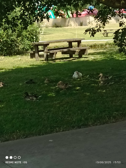canards au repos