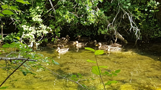 Canards sauvages