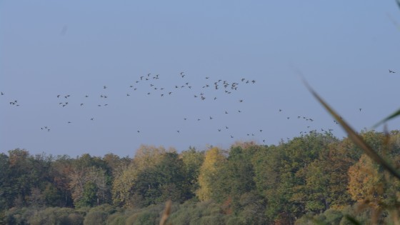 Canards sauvages