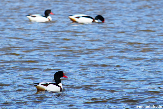 Canards sur la mare