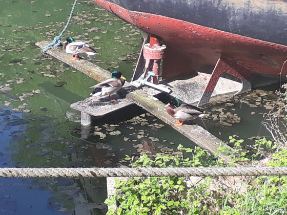 Canards sur le gouvernail d'une péniche.