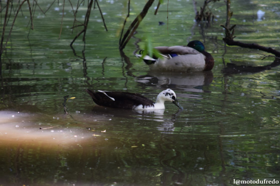 Canards