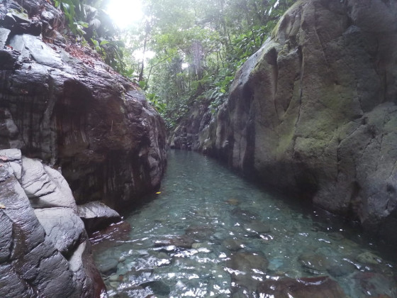 canyon moustique