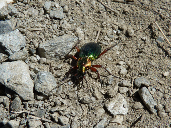 Carabe doré