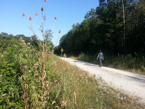 Card&egrave;res en bord de chemin blanc