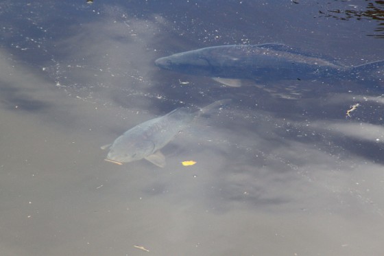 carpes dans le lac du Petit-Haut