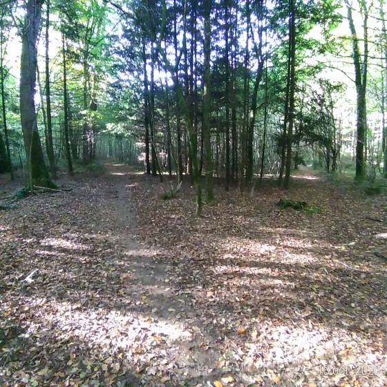 Carrefour de plusieurs pistes. Prendre en direction du Sud, ce layon.
