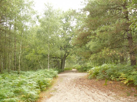 Carrefour forestier