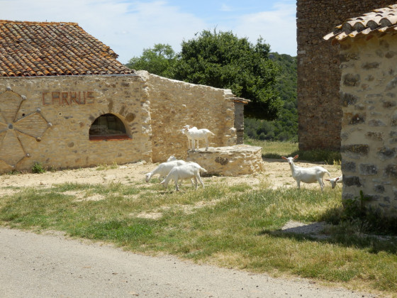 Carrus