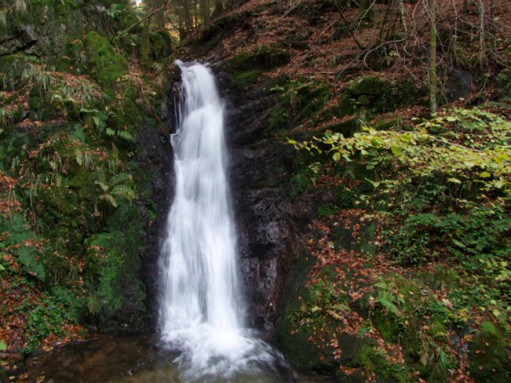 Cascade des oiseaux