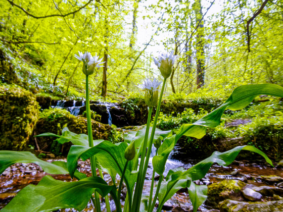 Cascade