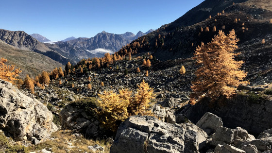 Casse Pinière Casse Pinière