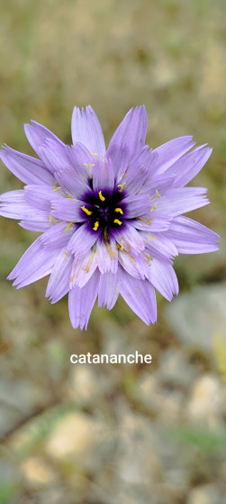 catananche