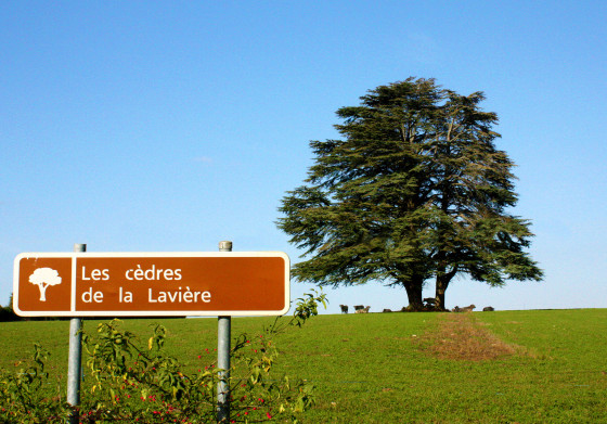 Cèdres de la Lavière