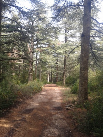 Cèdres