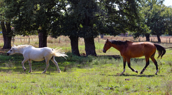 Chevaux
