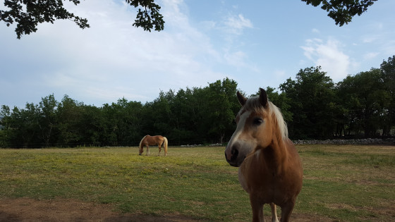 Centre equestre
