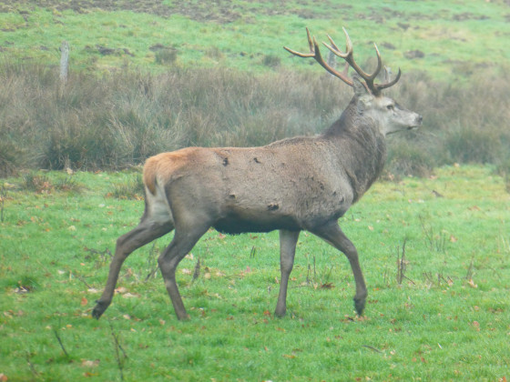 Cerf, cerf, cerf, sauve-toi ...