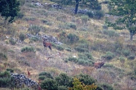 Cerfs en rut