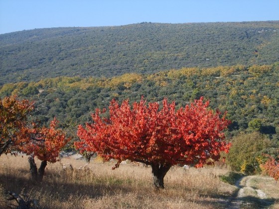 Cerisier en Novembre