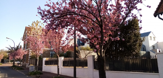 Cerisiers en fleur
