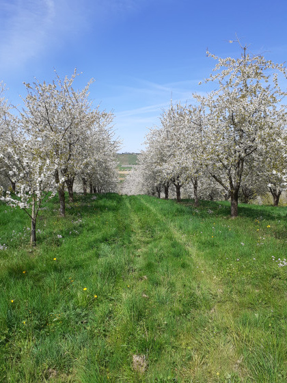 cerisiers en fleurs