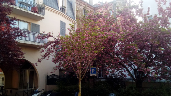 Cerisisers du Japon en fleurs