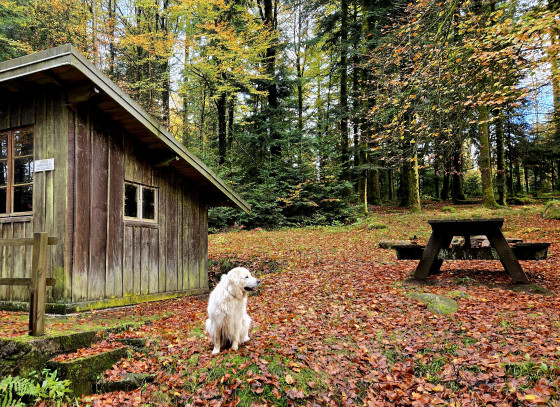 Chalet forestier du Haut Mont