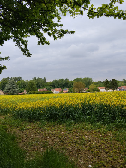 Champ de colza