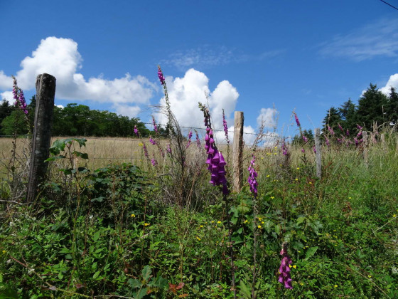 Chamelet, Vers le bois Clayet, Prairie