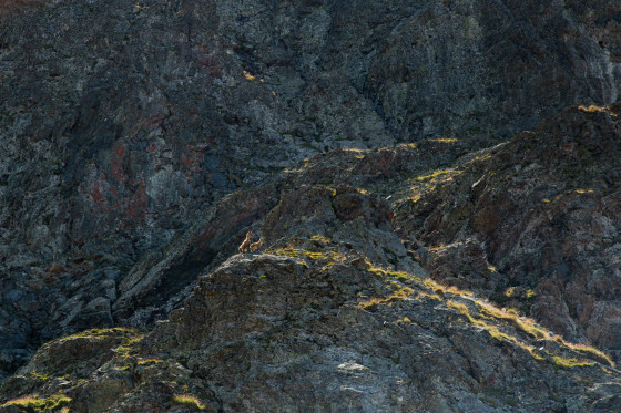 Chamois au dessus du col du Loup