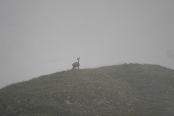 Chamois au Querélet