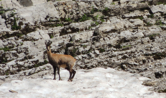 Chamois au Vallon froid, sur névé en milieu d\'été
