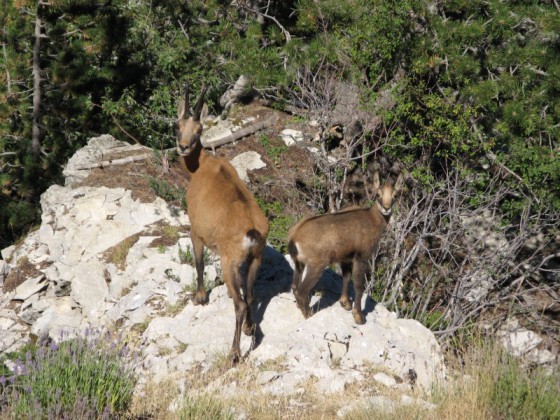 Chamois Cabri