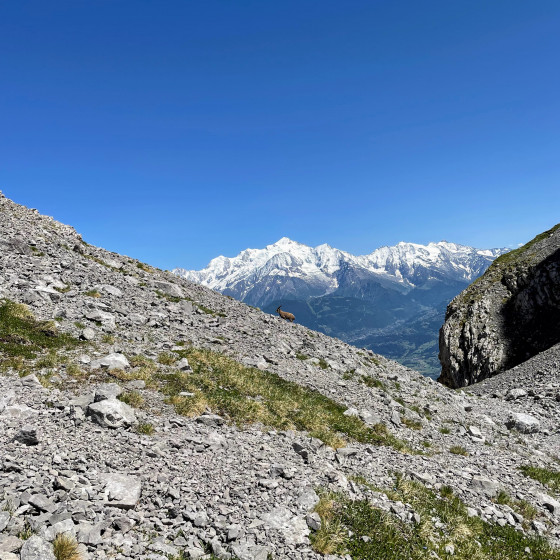 Chamois dans le Col de La Forclaz