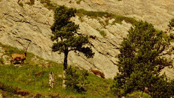 Chamois dans les barres du Rocher de Séguret