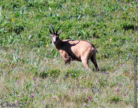 Chamois dans les Vosges.