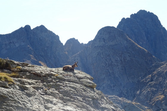 Chamois dominant
