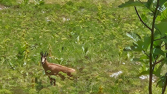 Chamois en dessous du chemin