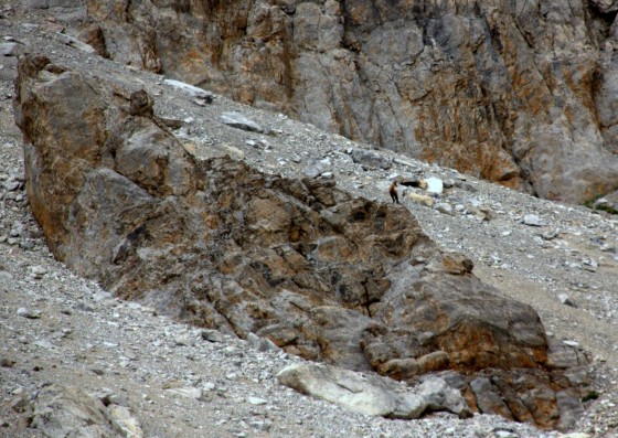 chamois en mode vigie