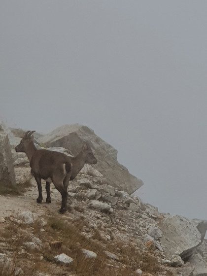 Jeunes bouquetins dans la brume à proximité du Pas de Préfouns