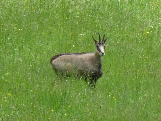 Chamois peu farouche