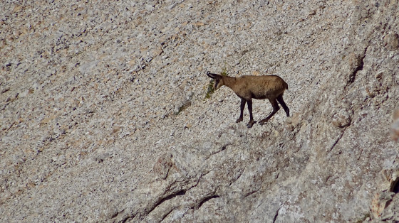 Chamois sous le Grand Ferrand