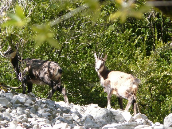 chamois sur le pierrier, vus du sentier.