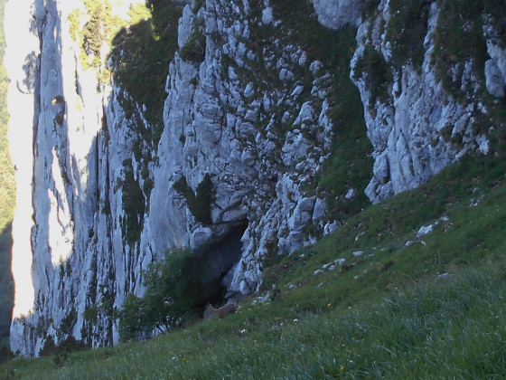 Bouquetin sur le sangle de Fouda Blanc