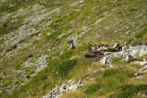 Chamois sur le sentier, au Clot de Pian